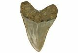 Fossil Megalodon Tooth - North Carolina #124909-2